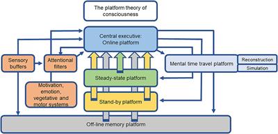 Insights into conscious cognitive information processing